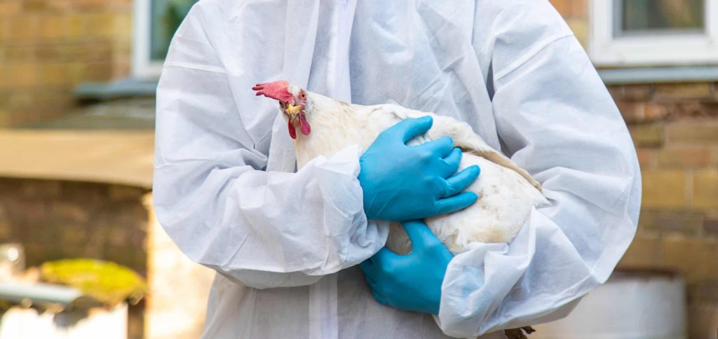 Variante H5N5 da gripe aviária é registrada pela primeira vez