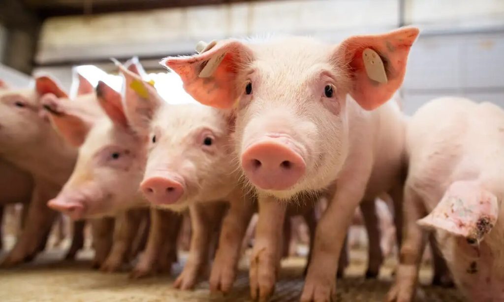 a cidade que faz Minas Gerais líder de consumo