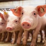 a cidade que faz Minas Gerais líder de consumo