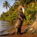 4 espécies de animais que só existem na Amazônia e