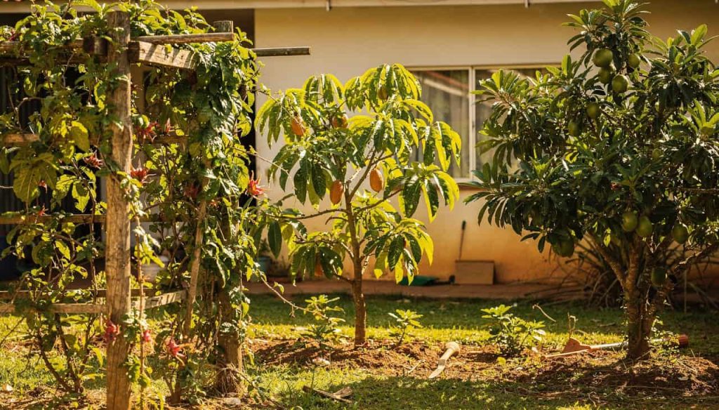 4 plantas frutíferas exóticas que você pode plantar no quintal
