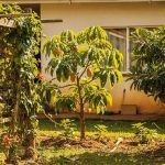 4 plantas frutíferas exóticas que você pode plantar no quintal