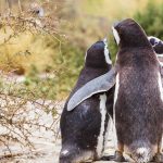 5 animais que já demonstraram comportamento homossexual na natureza