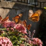 5 espécies de flores que atraem beija-flores e borboletas