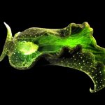 6 animais que fazem fotossíntese, mas que não são planta