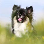 64% das raças de cães ainda carregam genes dos lobos