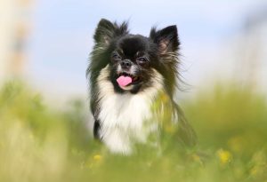 64% das raças de cães ainda carregam genes dos lobos