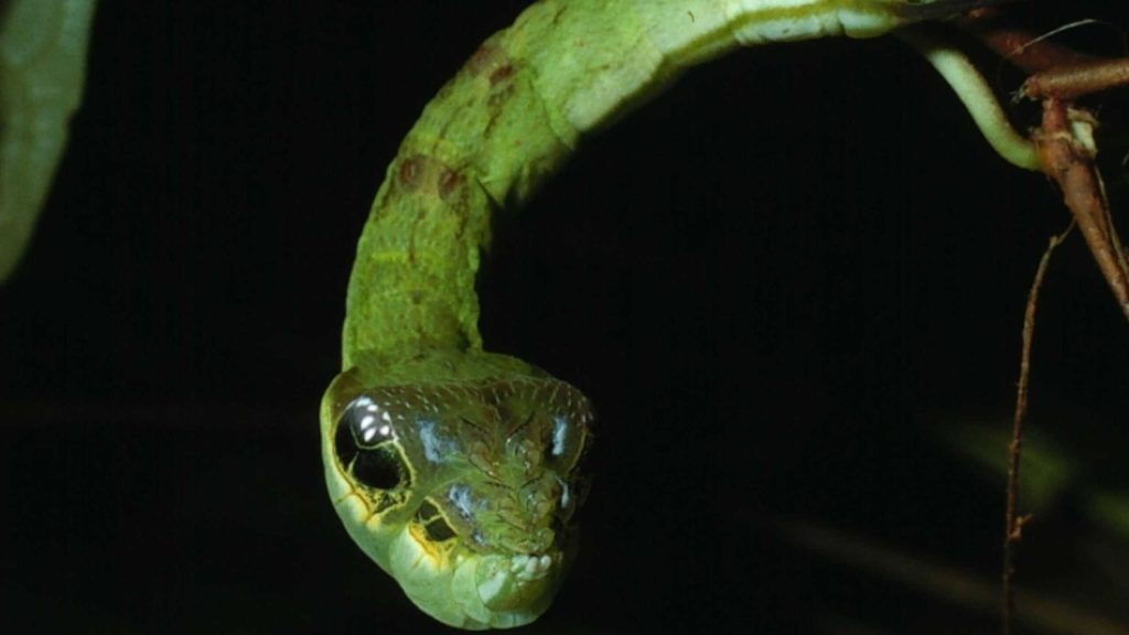 8 animais que enganam outros seres vivos para sobreviver