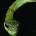 8 animais que enganam outros seres vivos para sobreviver