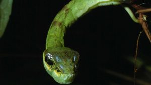 8 animais que enganam outros seres vivos para sobreviver