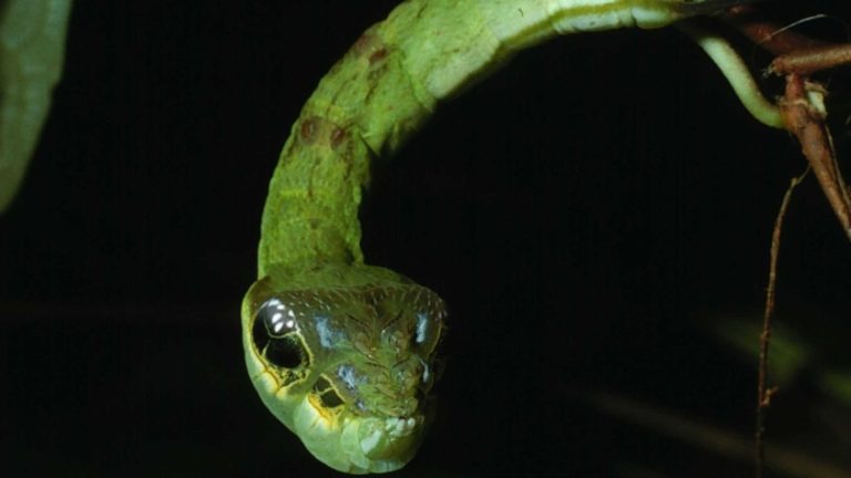 8 animais que enganam outros seres vivos para sobreviver