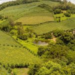 A cidade gaúcha que combina vinho premiado, tradição familiar e