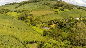 A cidade gaúcha que combina vinho premiado, tradição familiar e