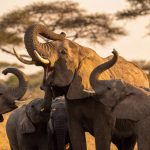 A descoberta revolucionária de que os elefantes usam nomes para