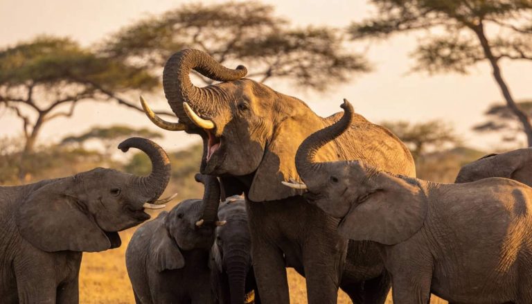 A descoberta revolucionária de que os elefantes usam nomes para