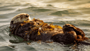 A estratégia fofa das lontras marinhas para não se perderem