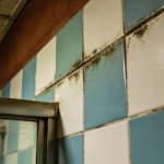 A forma mais inteligente de combater mofo sem químicos agressivos