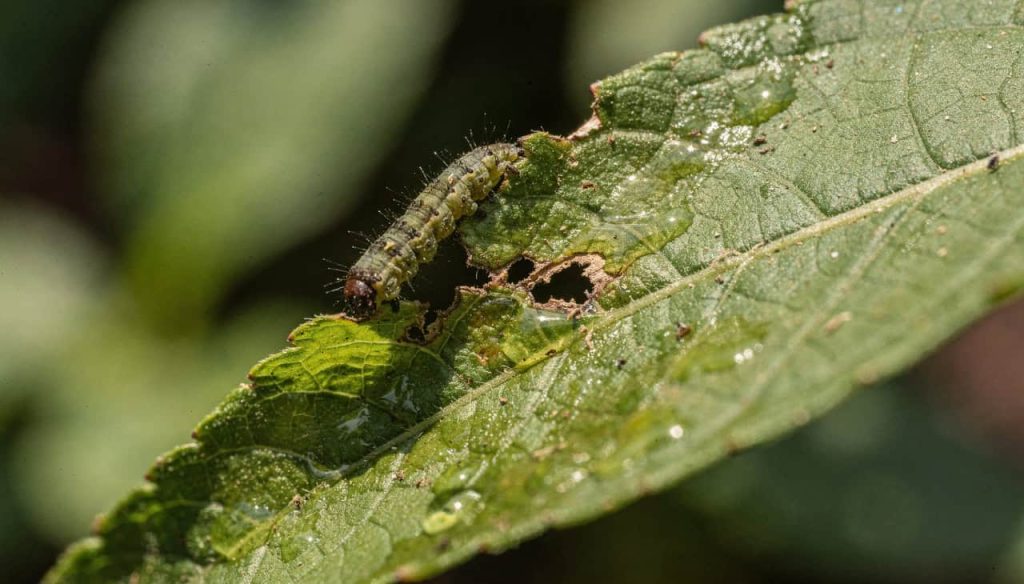 A planta que percebe o barulho da mastigação e prepara