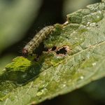 A planta que percebe o barulho da mastigação e prepara