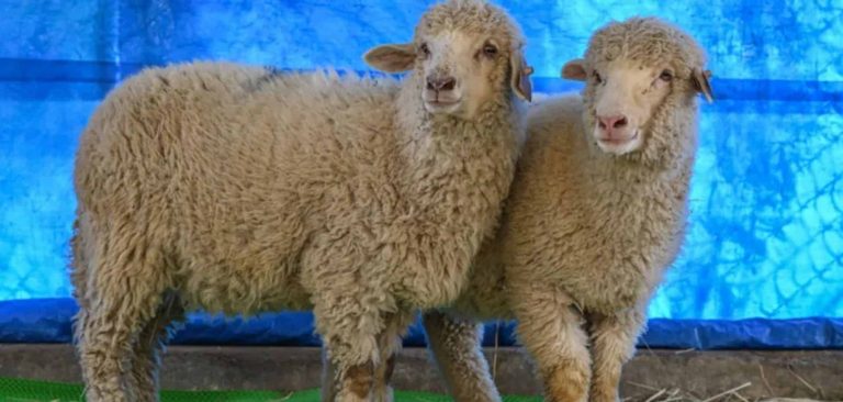A primeira ovelha editada geneticamente completou um ano; saiba como