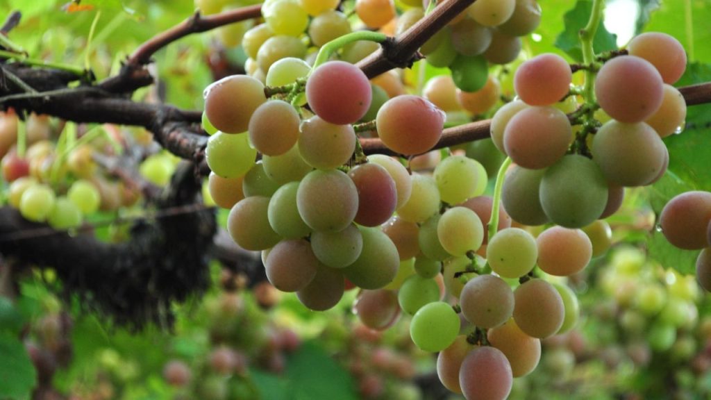 A região conhecida pela produção de uvas Goethe e vinhos