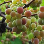 A região conhecida pela produção de uvas Goethe e vinhos