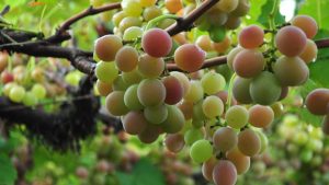 A região conhecida pela produção de uvas Goethe e vinhos