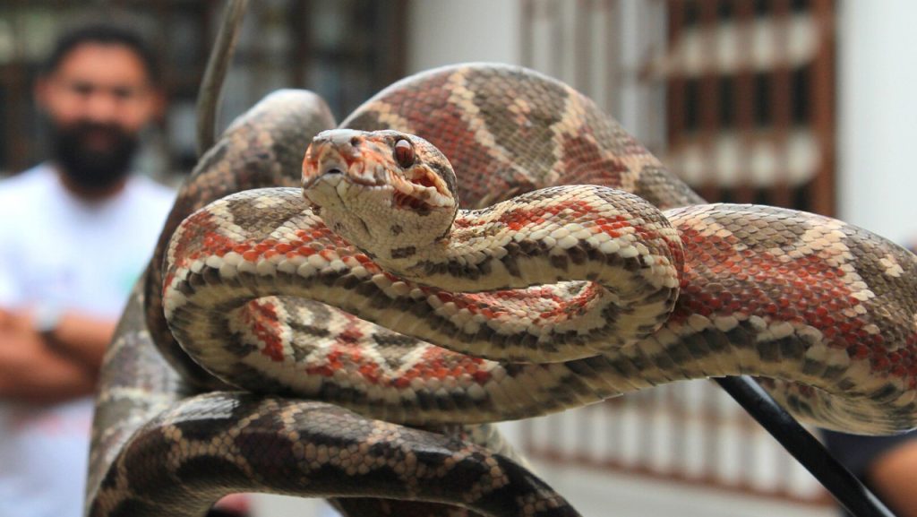 A serpente brasileira que muda de cor conforme a luz