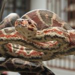 A serpente brasileira que muda de cor conforme a luz