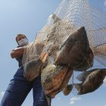 Acordo destrava criação de tilápias no lago de Itaipu