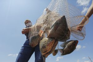 Acordo destrava criação de tilápias no lago de Itaipu