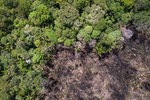 Amazônia pode perder até 38% da floresta até o fim