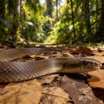 As cobras mais raras do Brasil e onde elas ainda