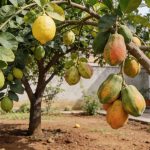 As frutas que produzem sem parar – e durante todo