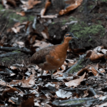 Ave recém-descoberta no Acre repete comportamento do dodô e pode