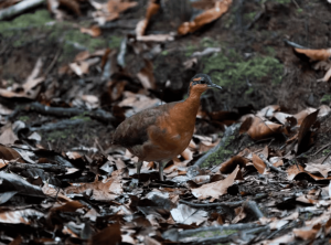 Ave recém-descoberta no Acre repete comportamento do dodô e pode