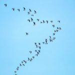 Aves e pássaros NÃO SÃO a mesma coisa. Entenda o