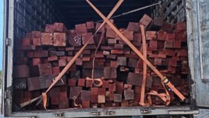 Balsas: carga de madeira nativa transportada irregularmente é apreendida pela