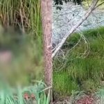 Cabeça humana é encontrada na zona rural de Cidelândia