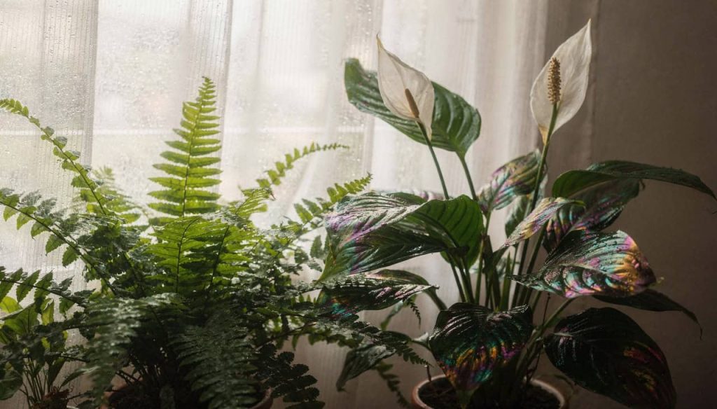 Casas com essas 5 plantas parecem sempre mais frescas no