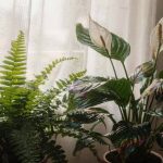 Casas com essas 5 plantas parecem sempre mais frescas no