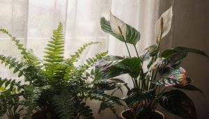 Casas com essas 5 plantas parecem sempre mais frescas no