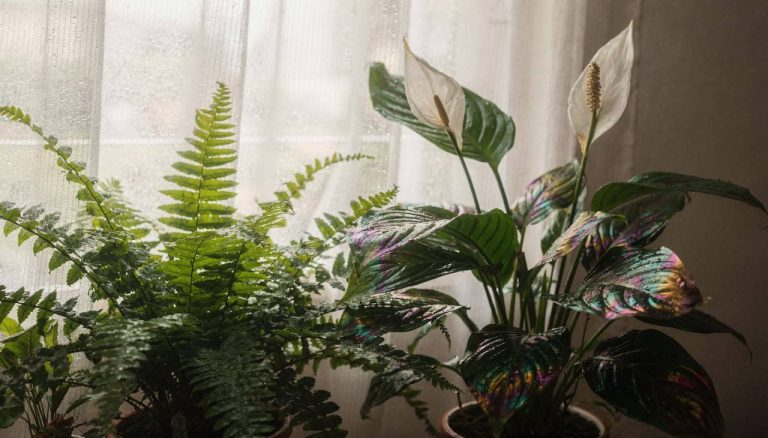 Casas com essas 5 plantas parecem sempre mais frescas no