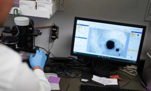 Cientistas desenvolvem mini coração humano para estudos sobre arritmia