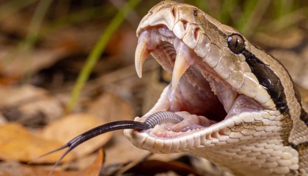 Como as cobras conseguem engolir um bicho muito maior que
