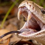 Como as cobras conseguem engolir um bicho muito maior que