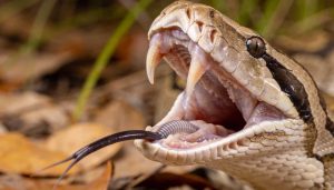Como as cobras conseguem engolir um bicho muito maior que