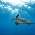 Como as tartarugas marinhas usam o campo magnético da Terra