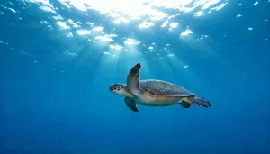 Como as tartarugas marinhas usam o campo magnético da Terra