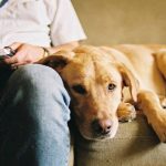 Como os cachorros reconhecem pelo cheiro se o dono está